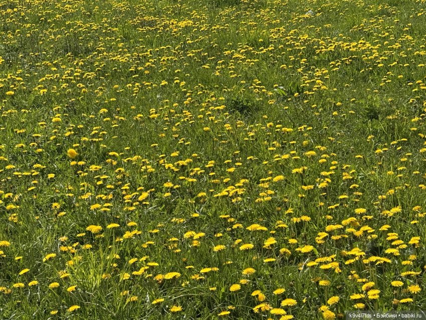 Цветущая весна Элис, часть вторая (фото 3)
