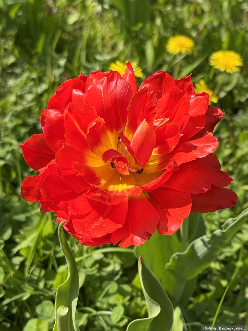 Цветущая весна Элис, часть вторая