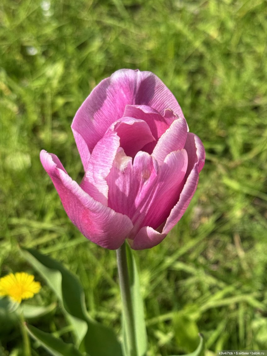 Цветущая весна Элис, часть вторая