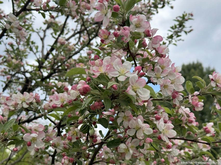 Цветущая весна Элис, часть вторая