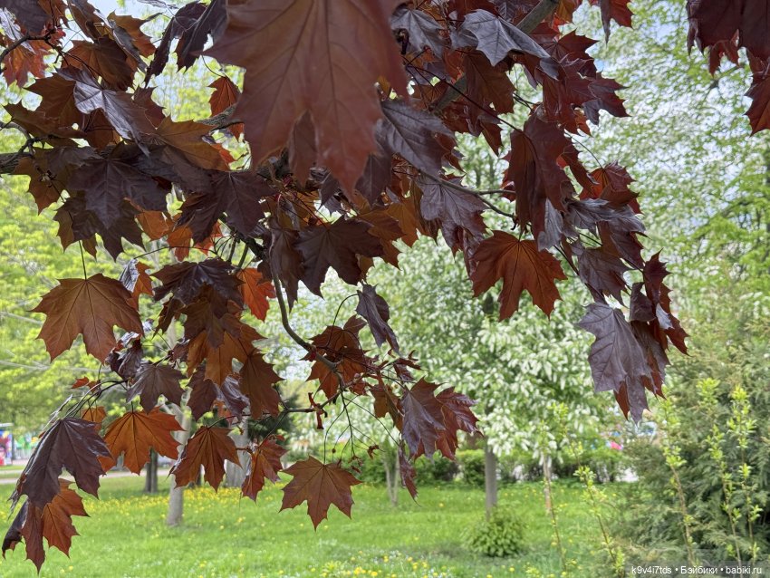 Цветущая весна Элис, часть вторая