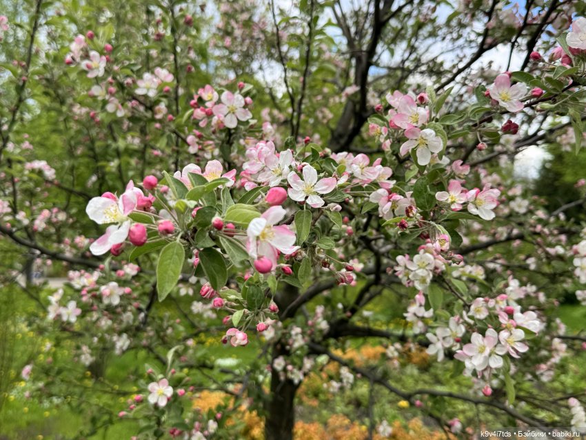 Цветущая весна Элис, часть вторая