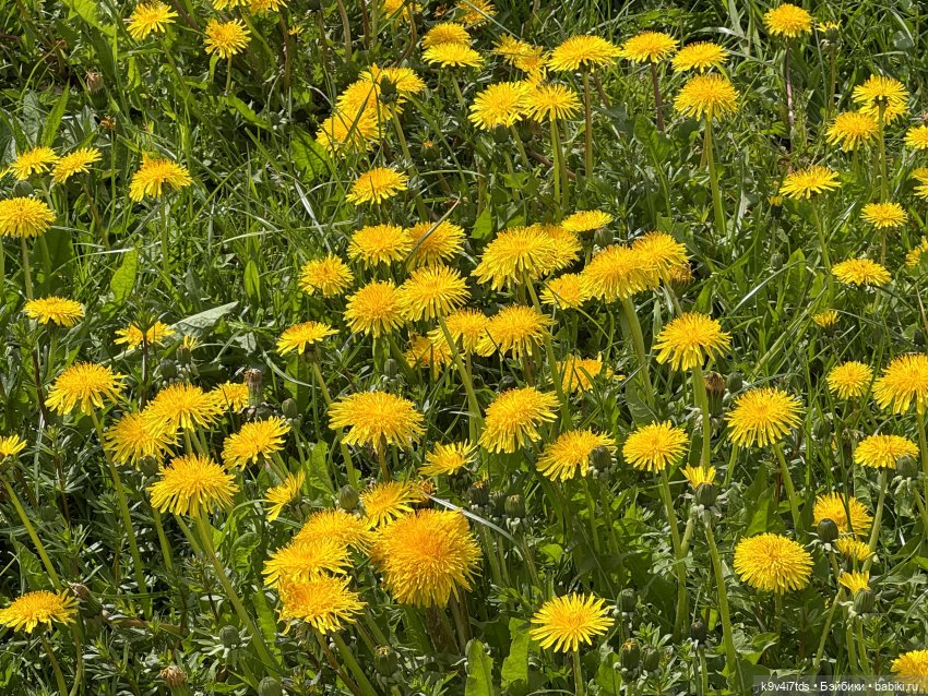 Цветущая весна Элис, часть вторая (фото 4)