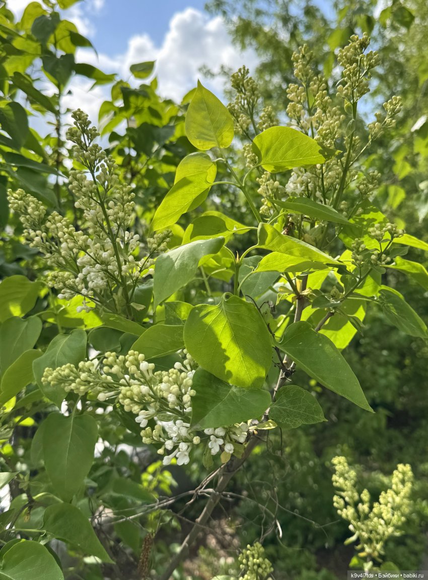 Цветущая весна Элис, часть вторая