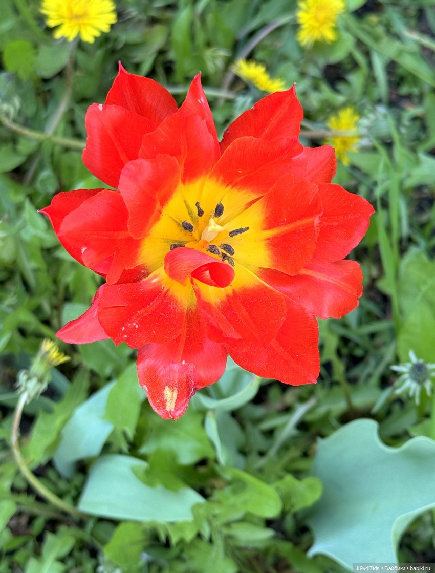 Цветущая весна Элис, часть вторая