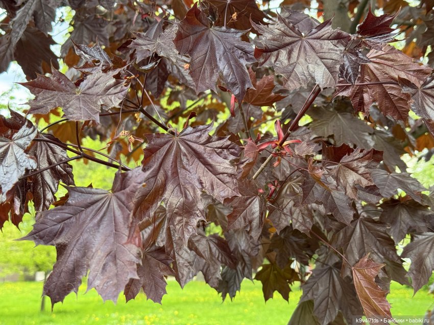 Цветущая весна Элис, часть вторая