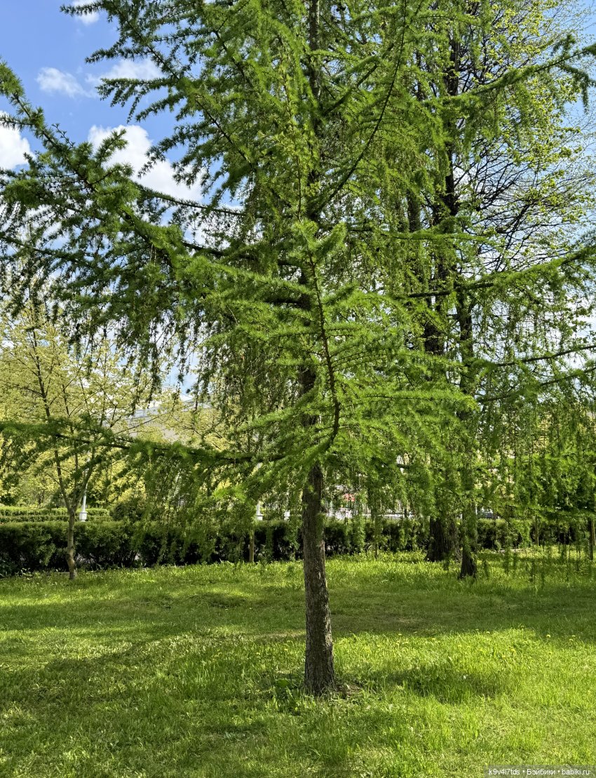 Цветущая весна Элис, часть вторая