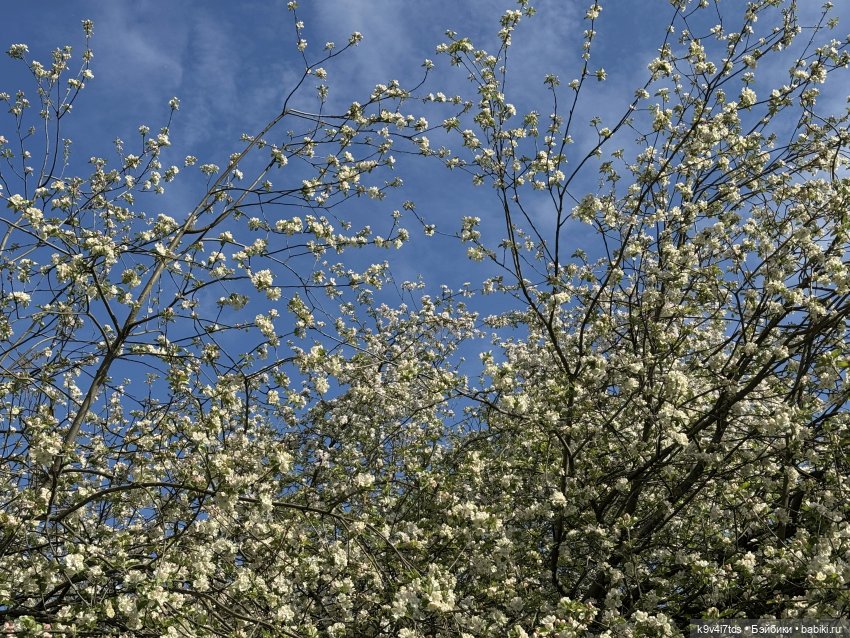 Цветущая весна Элис, часть вторая (фото 2)