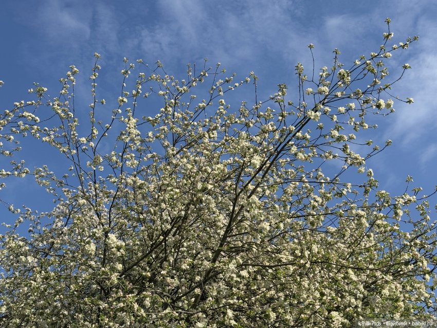 Цветущая весна Элис, часть вторая