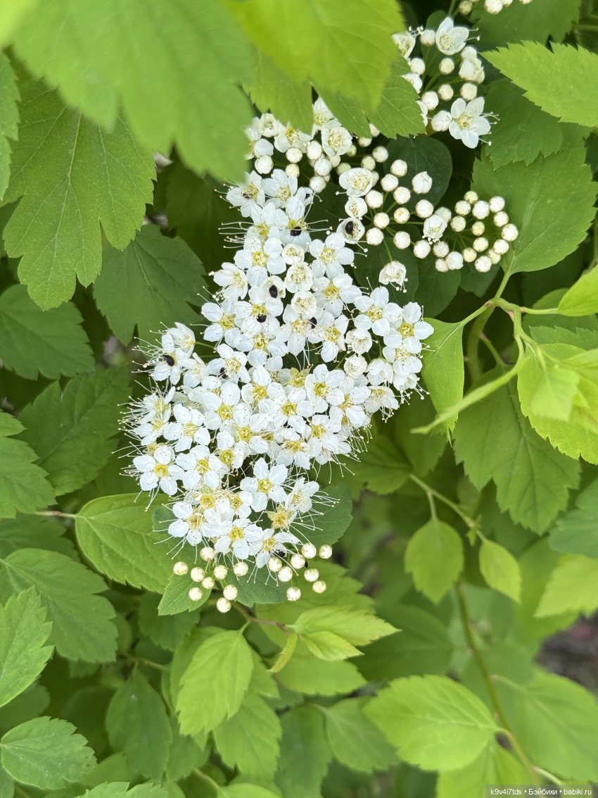 Цветущая весна Элис, часть вторая