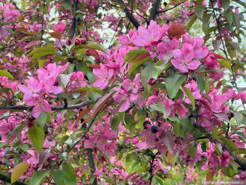 Цветущая весна Элис, часть третья (фото 8)