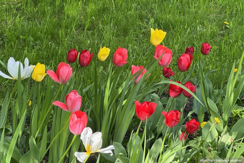 Цветущая весна Элис, часть третья