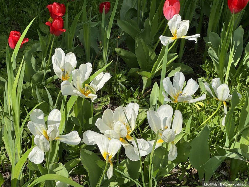 Цветущая весна Элис, часть третья