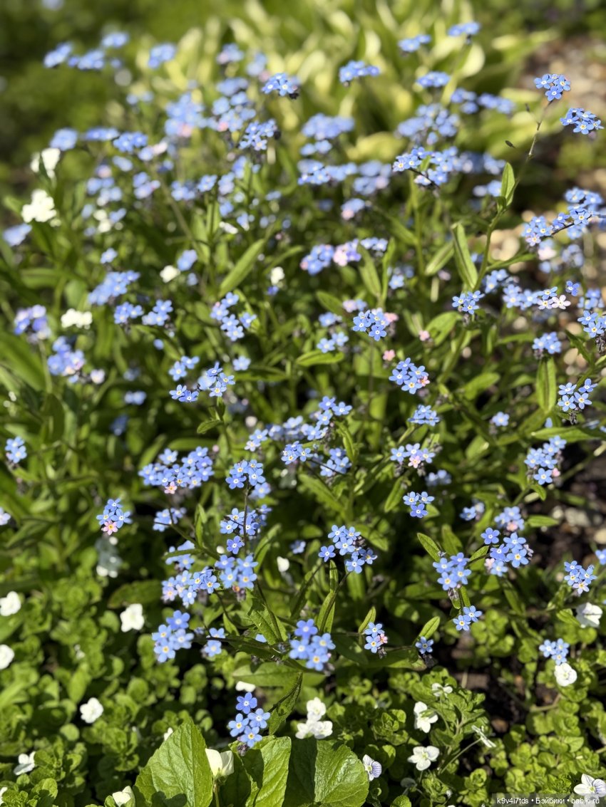 Цветущая весна Элис, часть третья