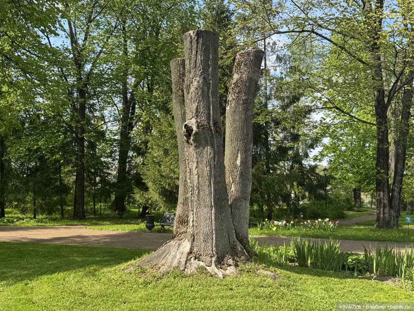 Цветущая весна Элис, часть третья