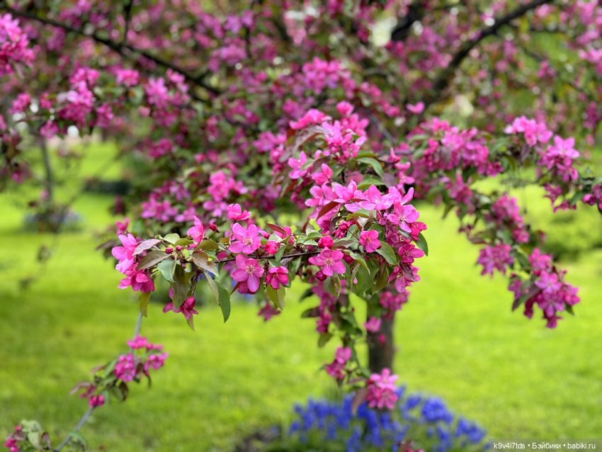 Цветущая весна Элис, часть третья (фото 6)