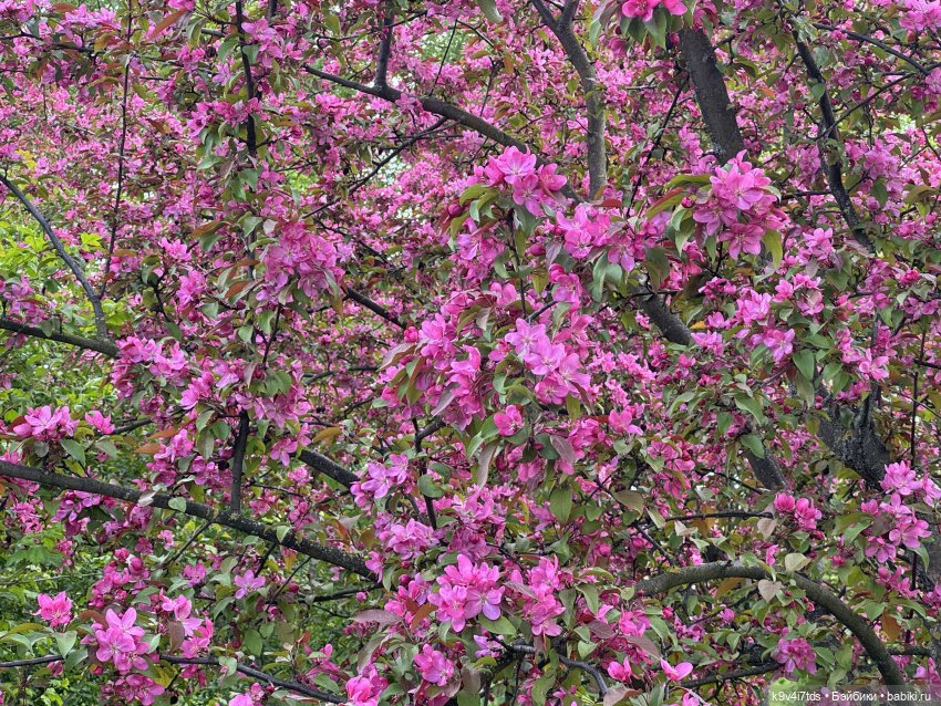 Цветущая весна Элис, часть третья (фото 9)