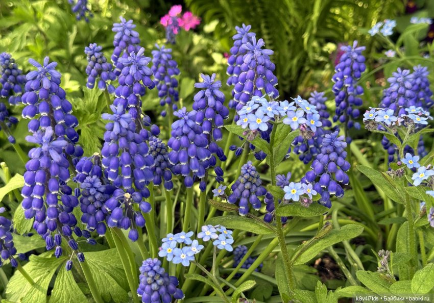 Цветущая весна Элис, часть третья