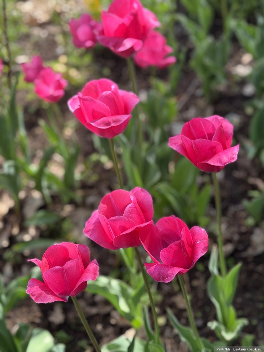 Цветущая весна Элис, часть третья