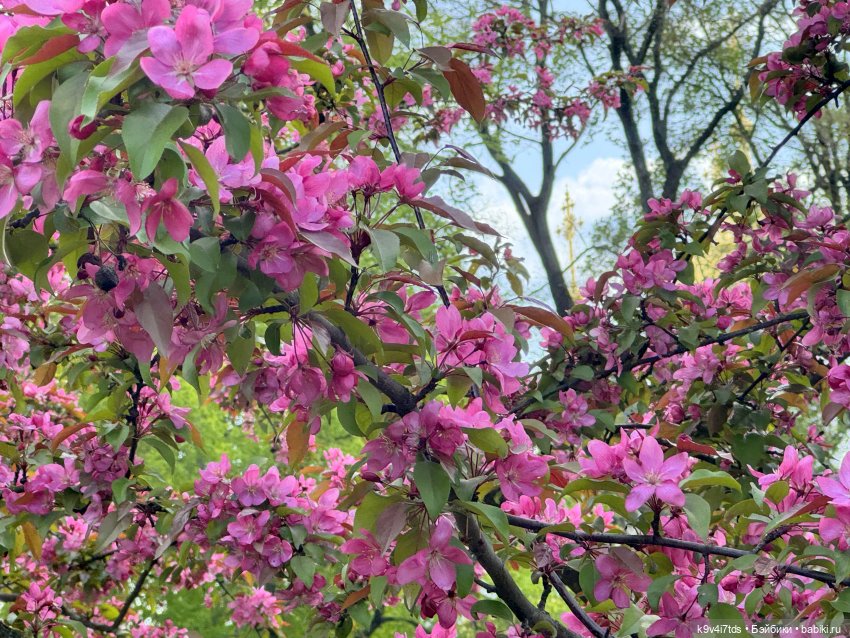 Цветущая весна Элис, часть третья (фото 7)