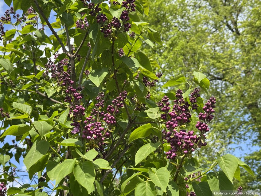 Цветущая весна Элис, часть третья