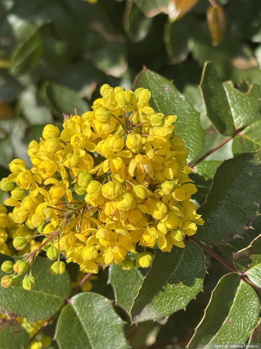 Цветущая весна Элис, часть третья