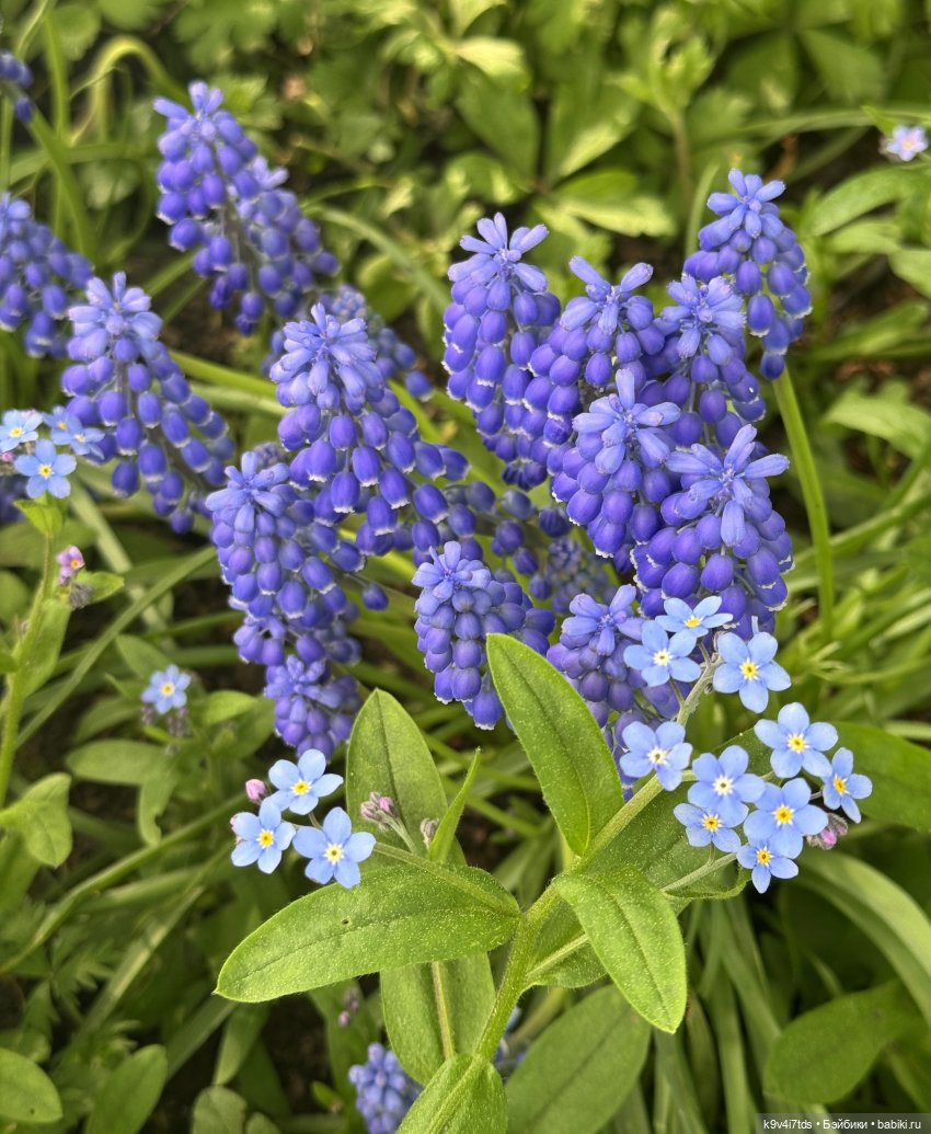 Цветущая весна Элис, часть третья