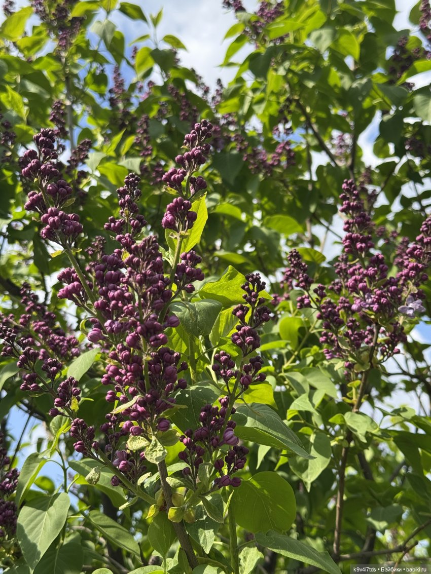 Цветущая весна Элис, часть третья