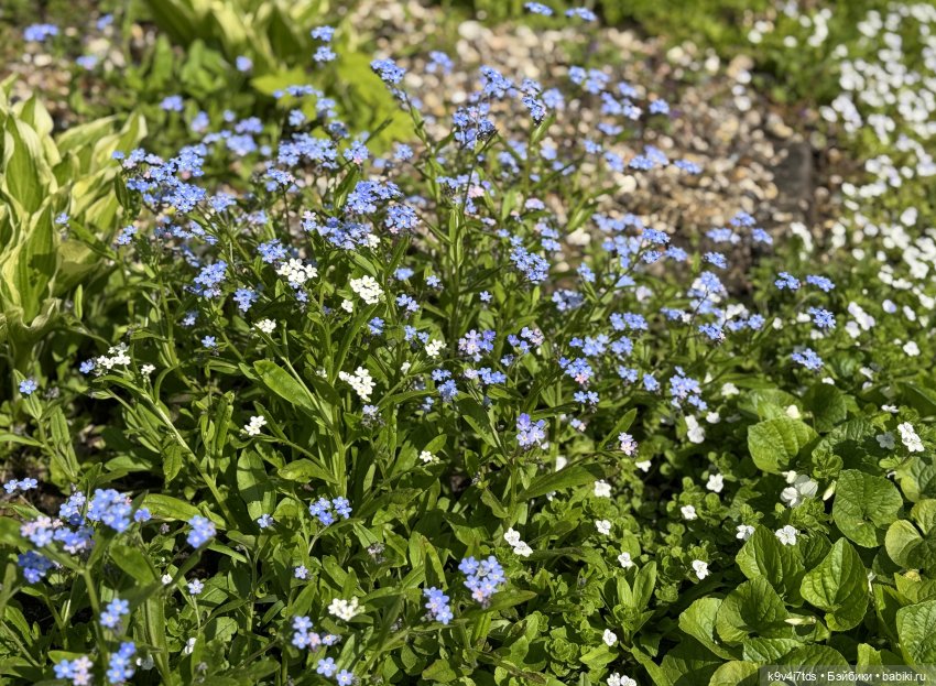 Цветущая весна Элис, часть третья