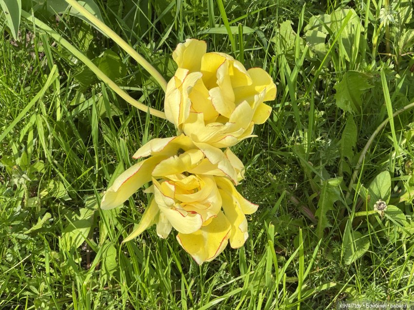 Цветущая весна Элис, часть третья