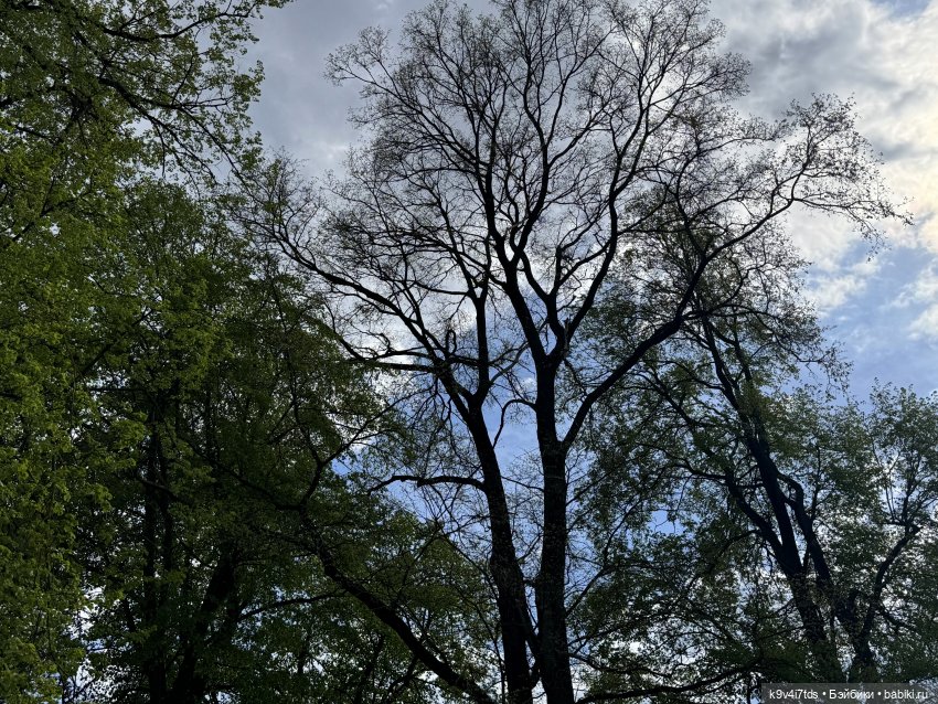 Цветущая весна Элис, часть третья