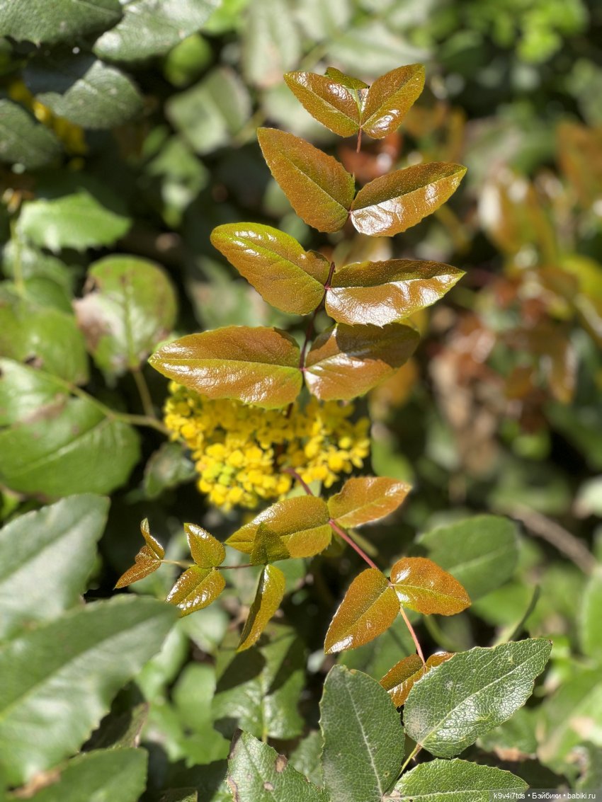 Цветущая весна Элис, часть третья