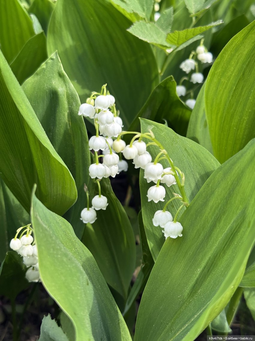 Ландыши - тёплого мая привет (фото 9)