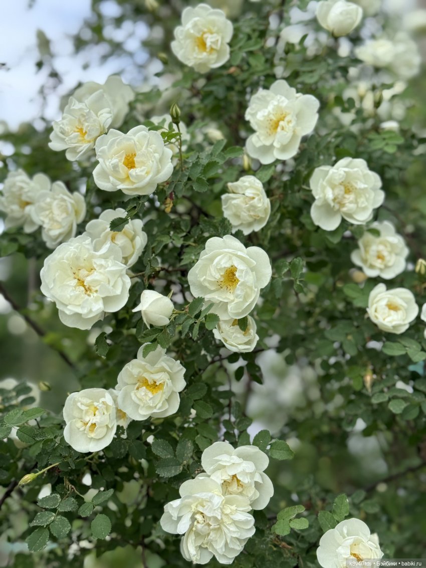 Элис в "Сиреневом саду", город Тверь (фото 4)