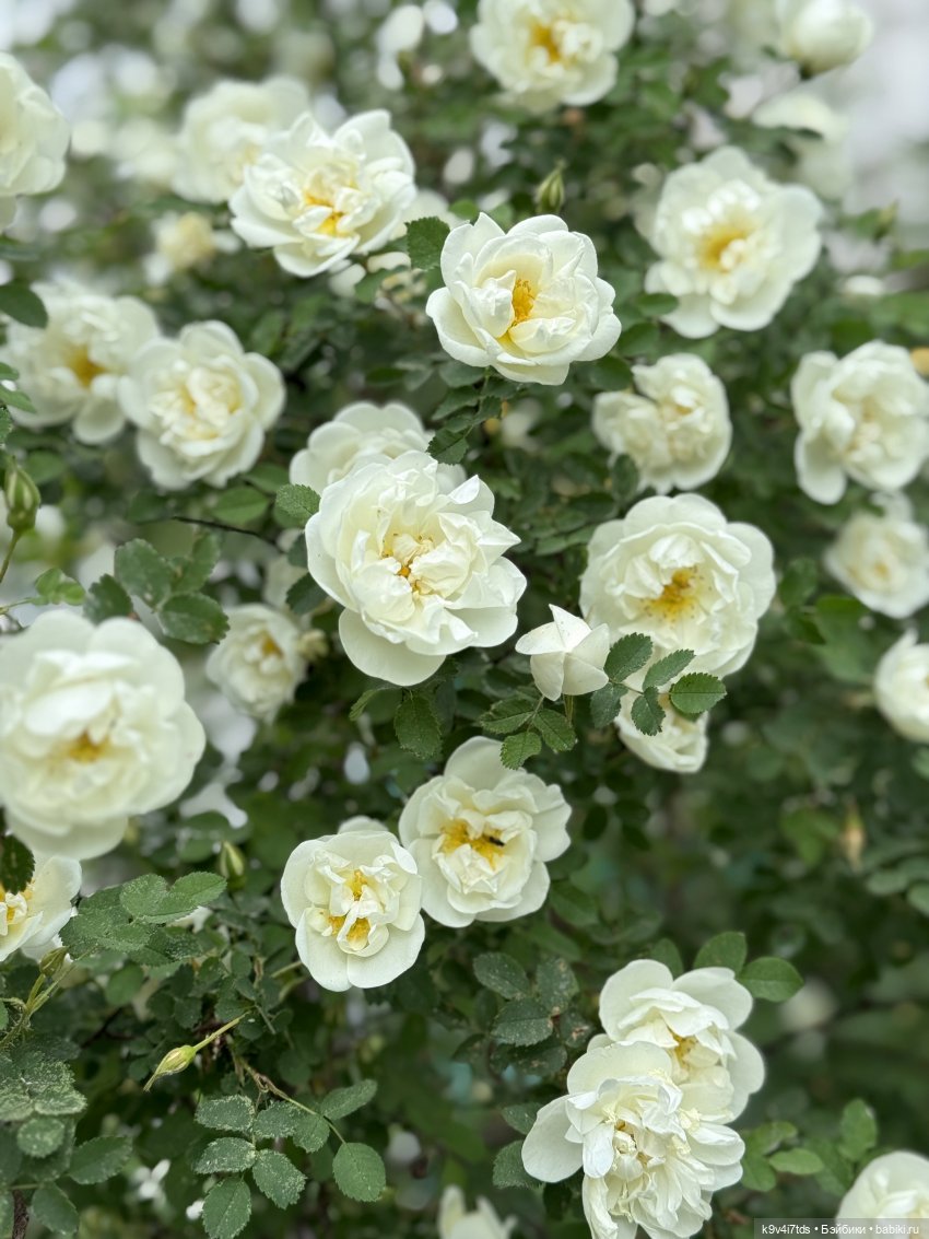Элис в "Сиреневом саду", город Тверь (фото 3)