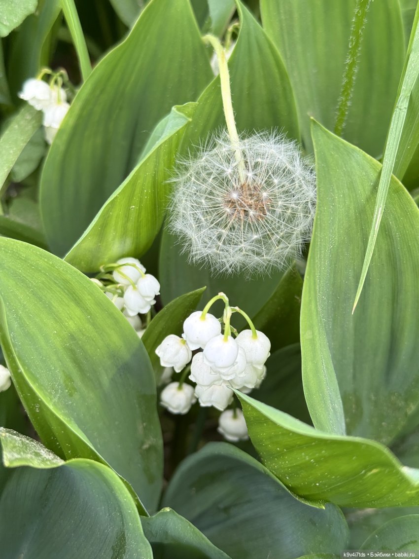 Элис в "Сиреневом саду", город Тверь (фото 2)