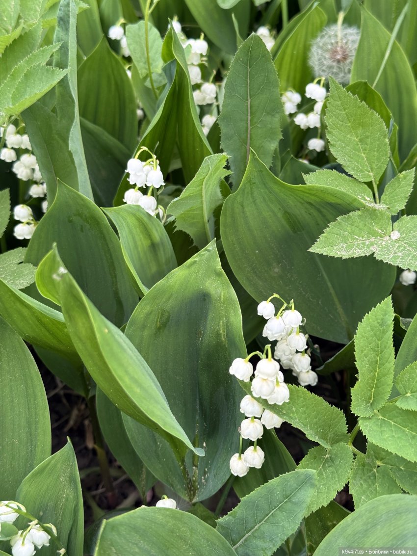 Элис в "Сиреневом саду", город Тверь