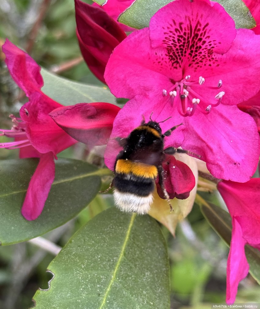 Элис в "Сиреневом саду", город Тверь