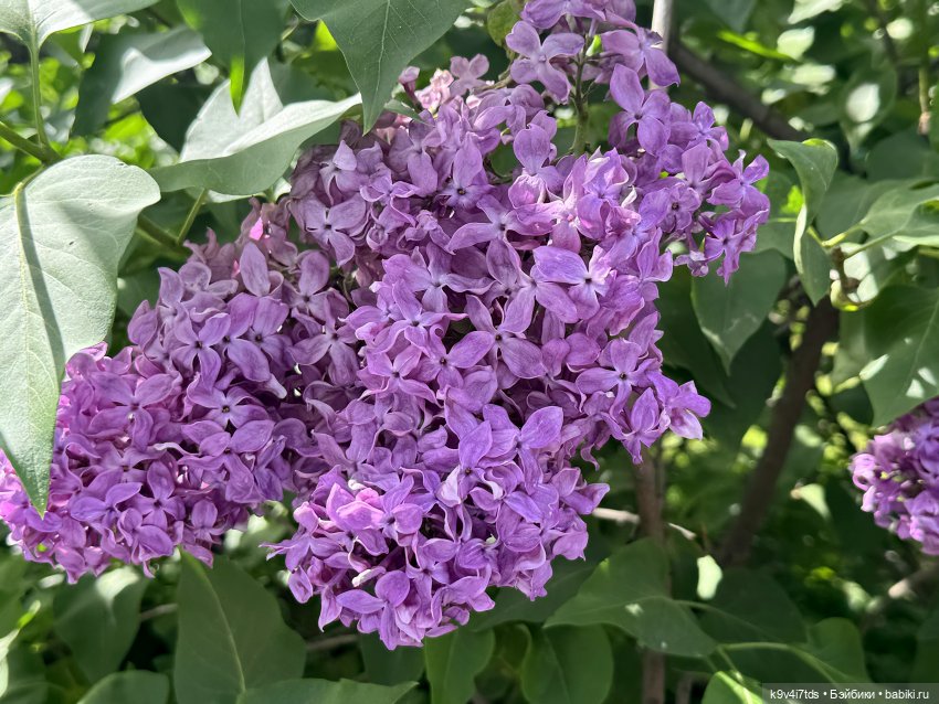 Элис в "Сиреневом саду", город Тверь