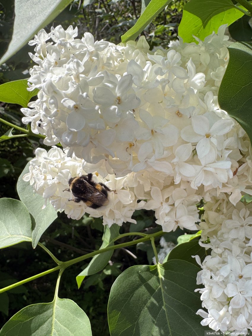 Элис в "Сиреневом саду", город Тверь