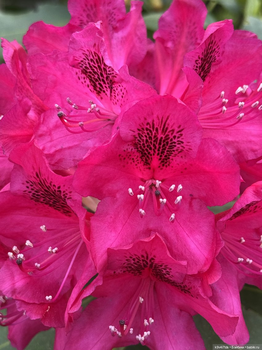 Элис в "Сиреневом саду", город Тверь (фото 9)