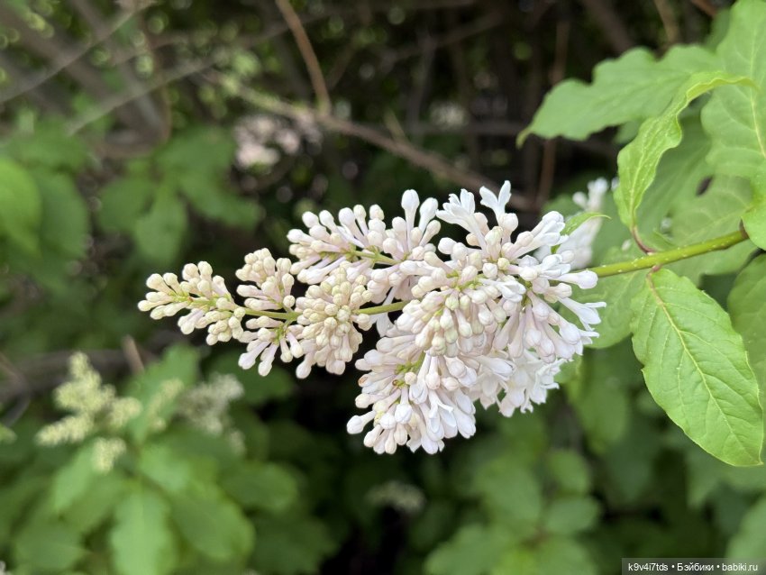 Элис в "Сиреневом саду", город Тверь