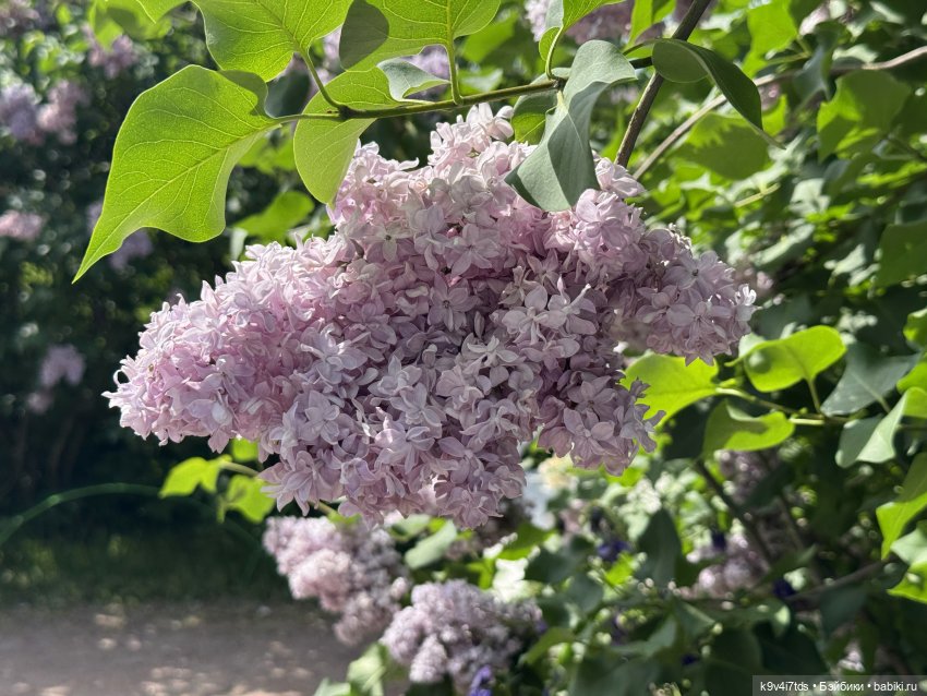 Элис в "Сиреневом саду", город Тверь