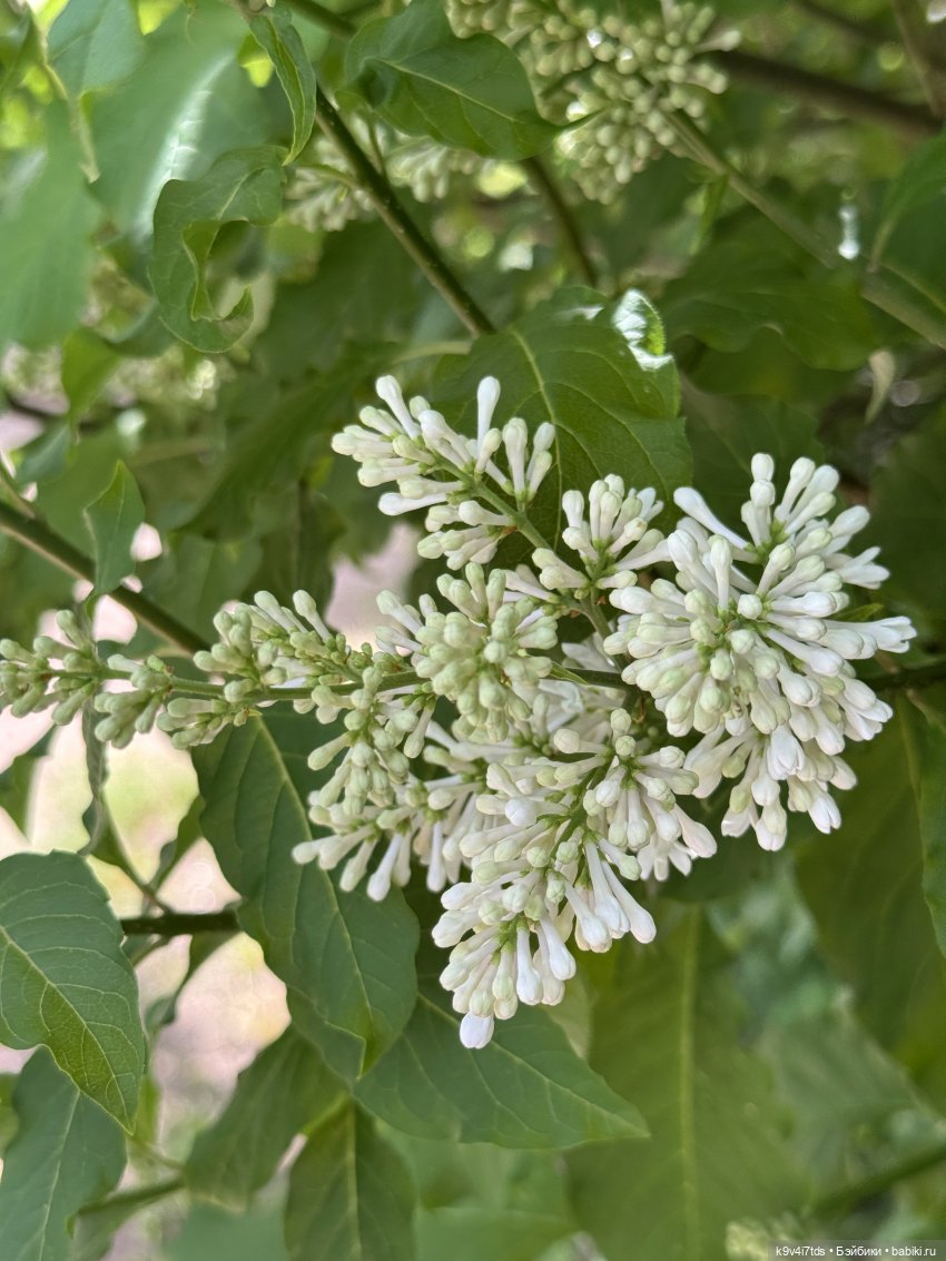 Элис в "Сиреневом саду", город Тверь
