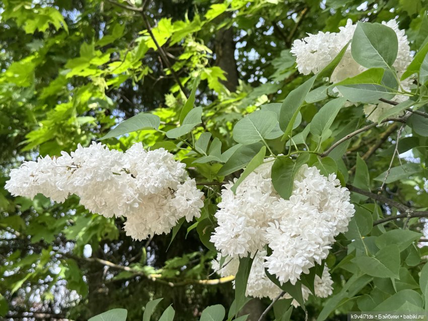 Элис в "Сиреневом саду", город Тверь