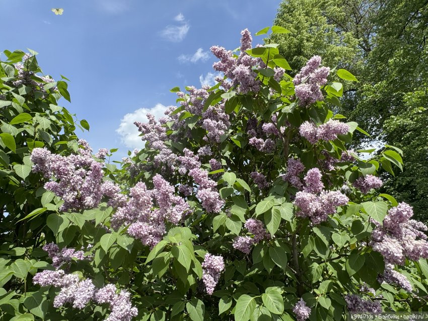 Элис в "Сиреневом саду", город Тверь