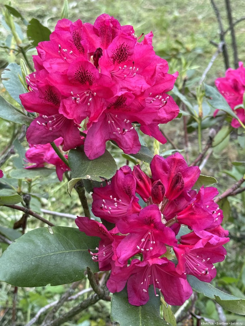 Элис в "Сиреневом саду", город Тверь (фото 7)