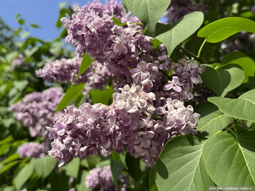 Элис в "Сиреневом саду", город Тверь