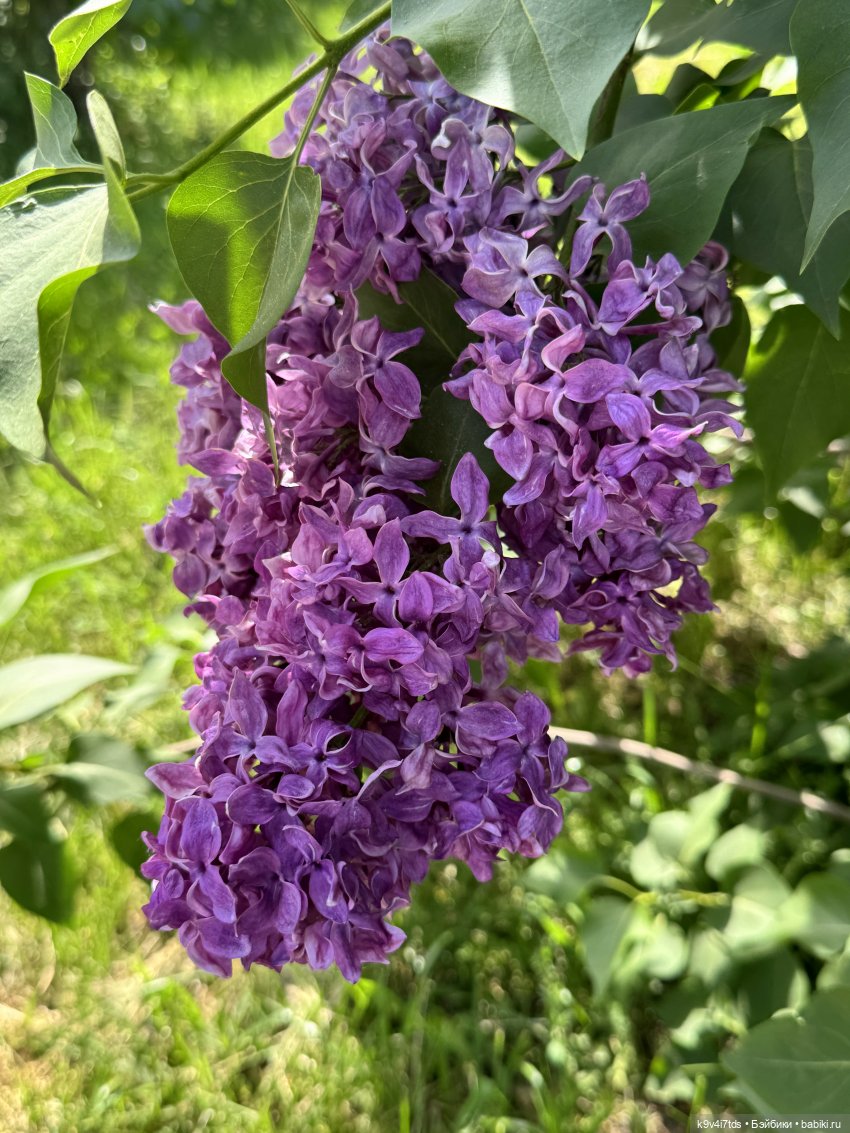 Элис в "Сиреневом саду", город Тверь