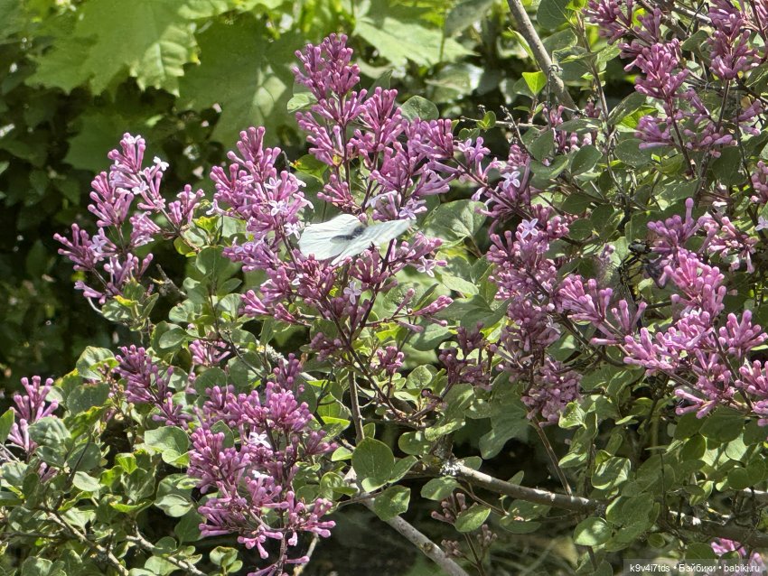 Элис в "Сиреневом саду", город Тверь
